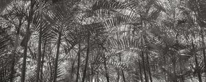 FLORESTA TROPICAL PB