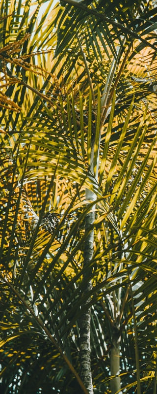EXPLOSÃO TROPICAL