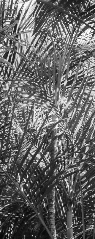 TROPICAL PANORÂMICA PB