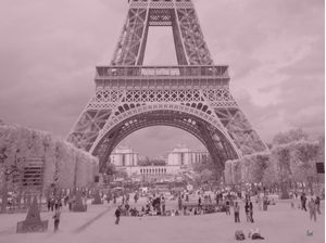 PARIS EIFFEL ROSE