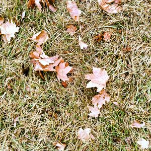 MAPLE LEAVES