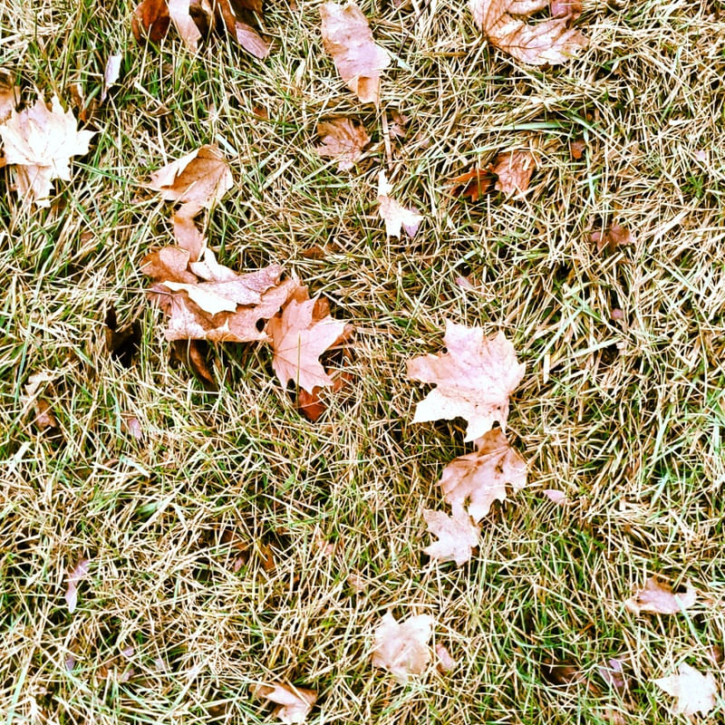 MAPLE LEAVES