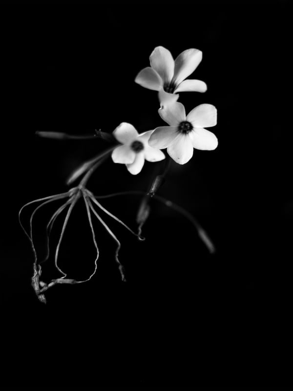 FLORES BLACKWHITE