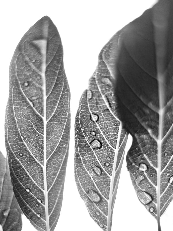 FOLHAS BLACKWHITE