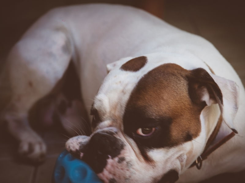 CÃO BOXER 1