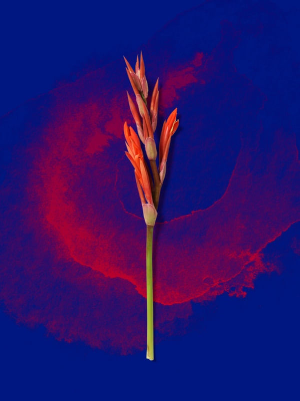 FLORAIS ZUIS