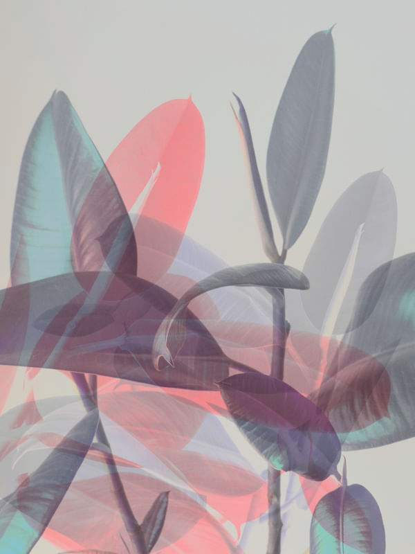 LUSH PASTEL JUNGLE