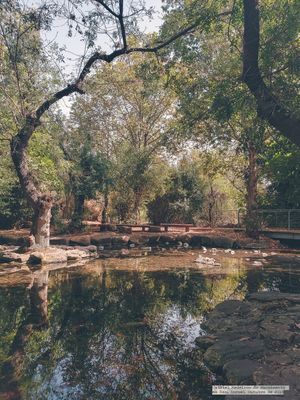 BOSQUE EM DAN