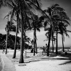 COQUEIROS DA PRAIA RIO