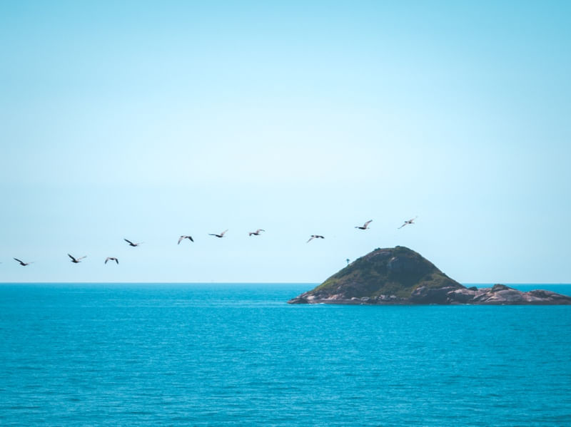 ILHA E PÁSSARO