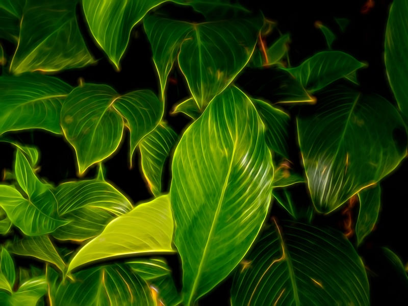 MATA VERDE NEON