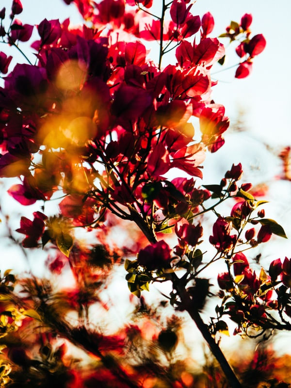 WILDFLOWER