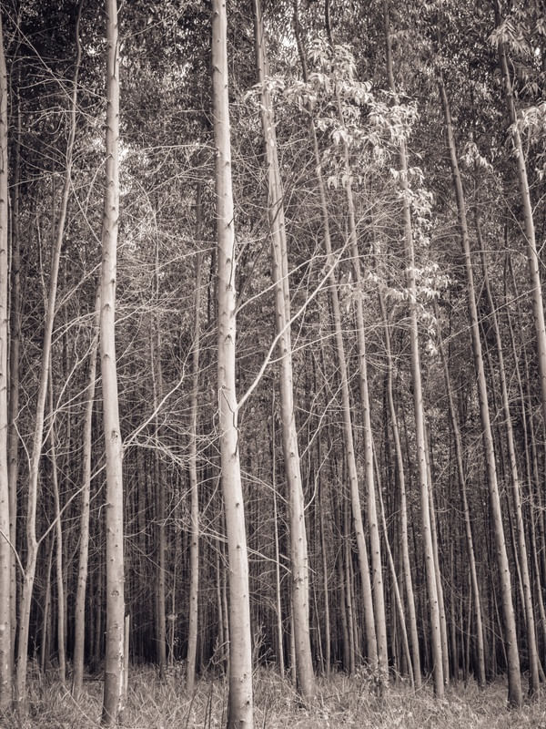 FLORESTA DE EUCALIPTOS_4