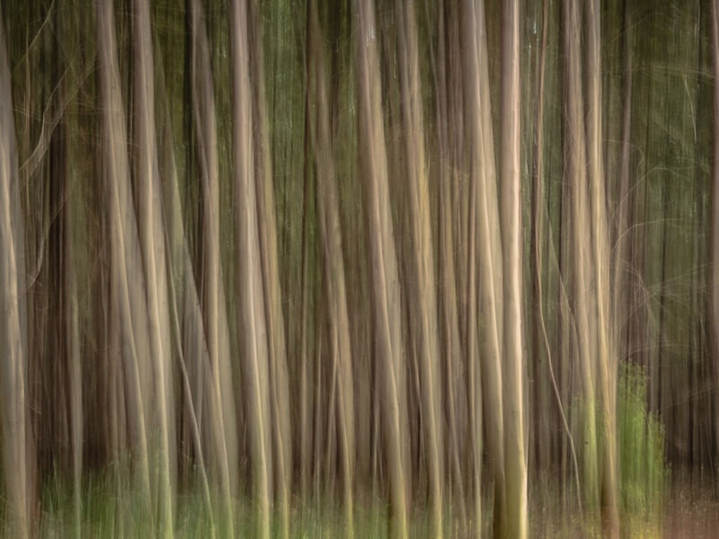 FLORESTA DE EUCALIPTOS_5