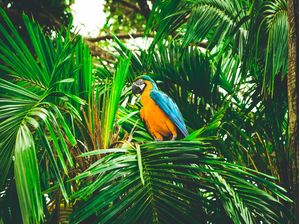 ARARA NATUREZA