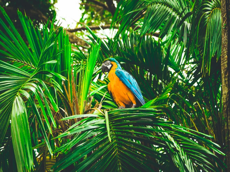 ARARA NATUREZA