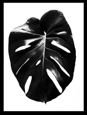COSTELA ADÃO BLACK