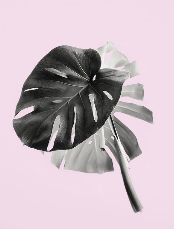 COSTELA DE ADÃO ROSE