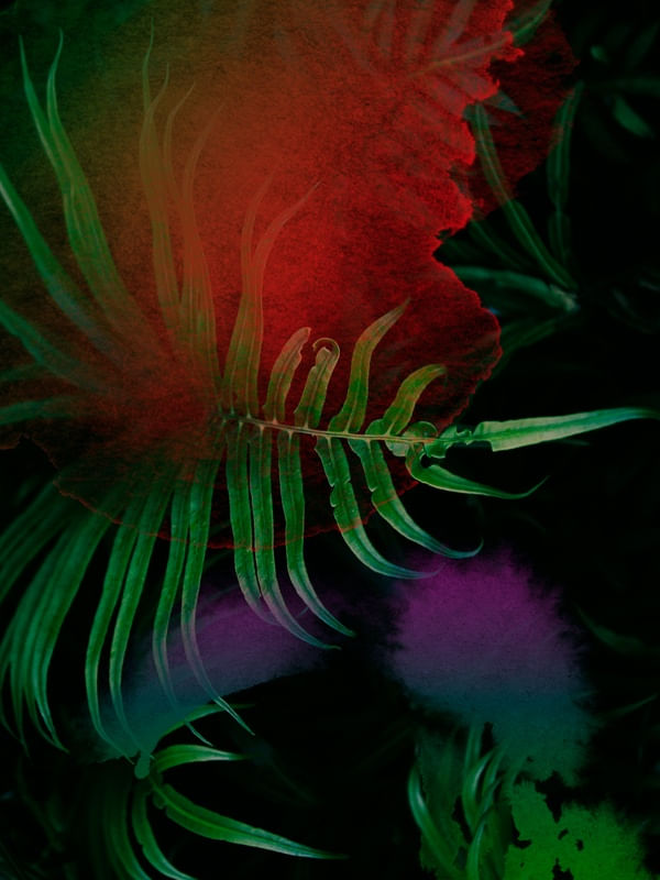 FLORAL PALMA