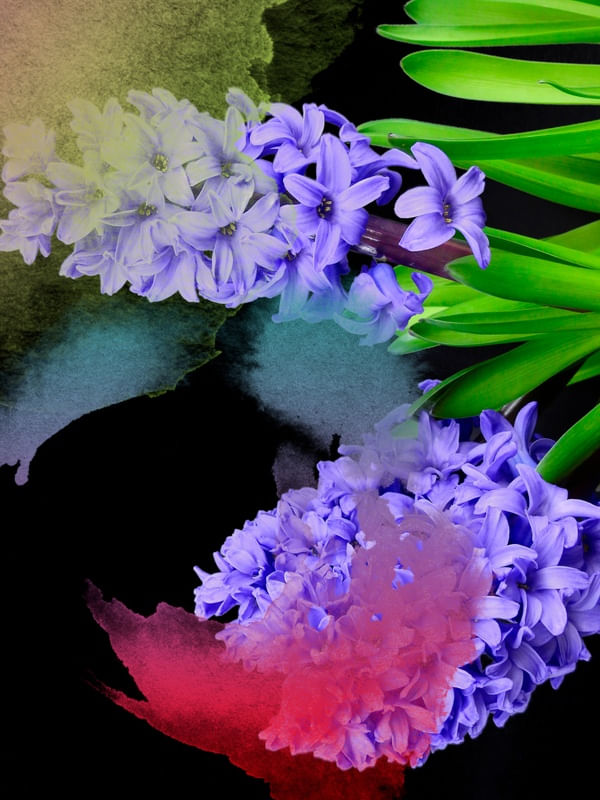 FLORAIS MGA