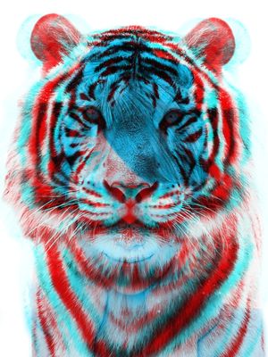 TIGER BLUE