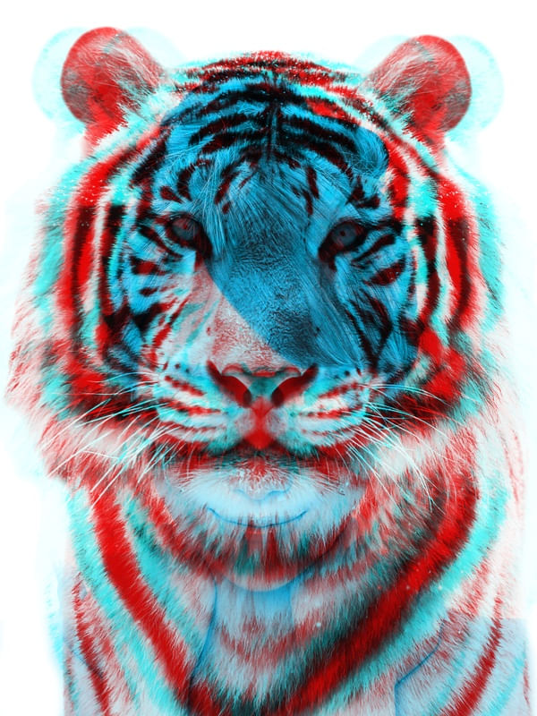 TIGER BLUE