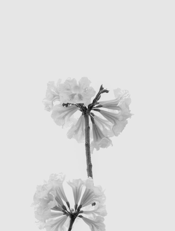 IPÊ MINIMALISTA CINZA II