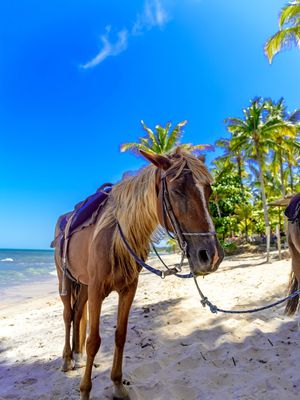 CAVALO SONOLENTO DA BAHIA