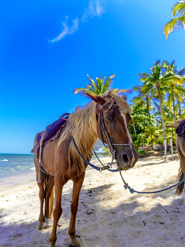 CAVALO SONOLENTO DA BAHIA