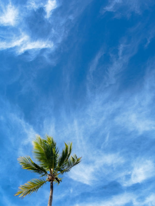 COQUEIRO MINIMALISTA EM CÉU AZUL