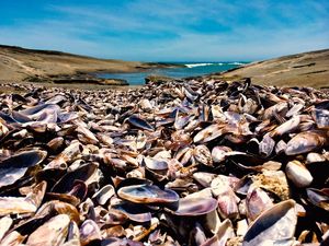 MARISCOS