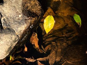 PIEDRA Y HOJA