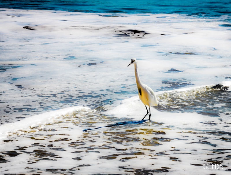 GARÇA NO MAR