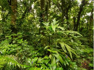 AR PURO, VIDA VERDE - TRÍPTICO A
