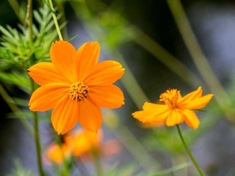 FLORES DO JARDIM