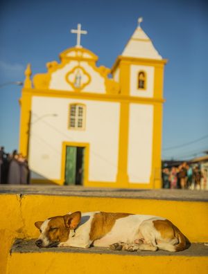 CÃO SOB IGREJA