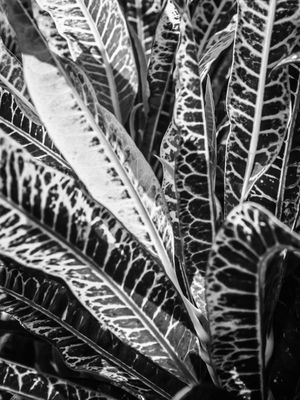 FOLHAGEM ABSTRATA