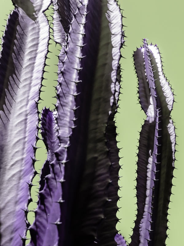 CACTUS_3