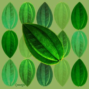 FOLHA VELUDO VERDE