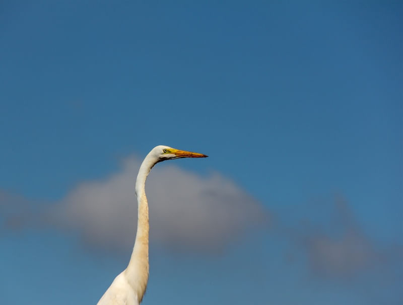 GARÇA AZUL