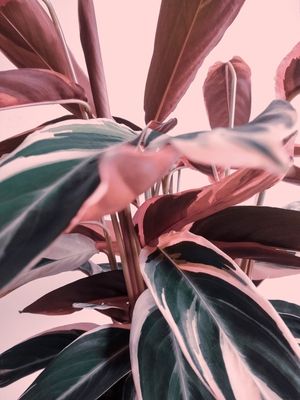 DELICATE LEAVES 1