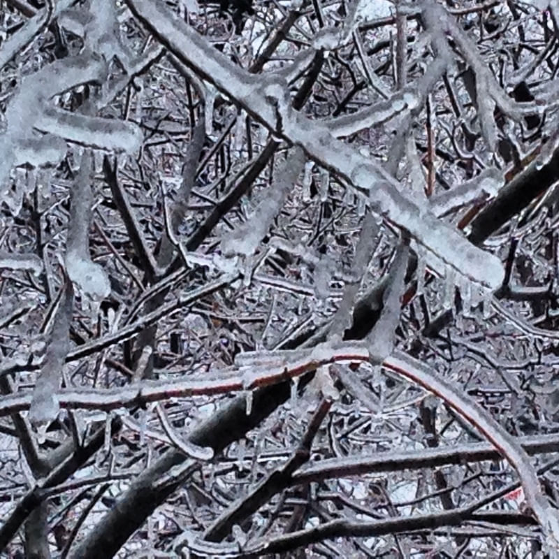 ICE TREE
