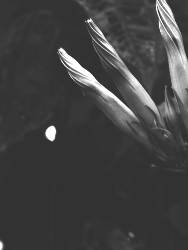 FLORES EM BOTÕES
