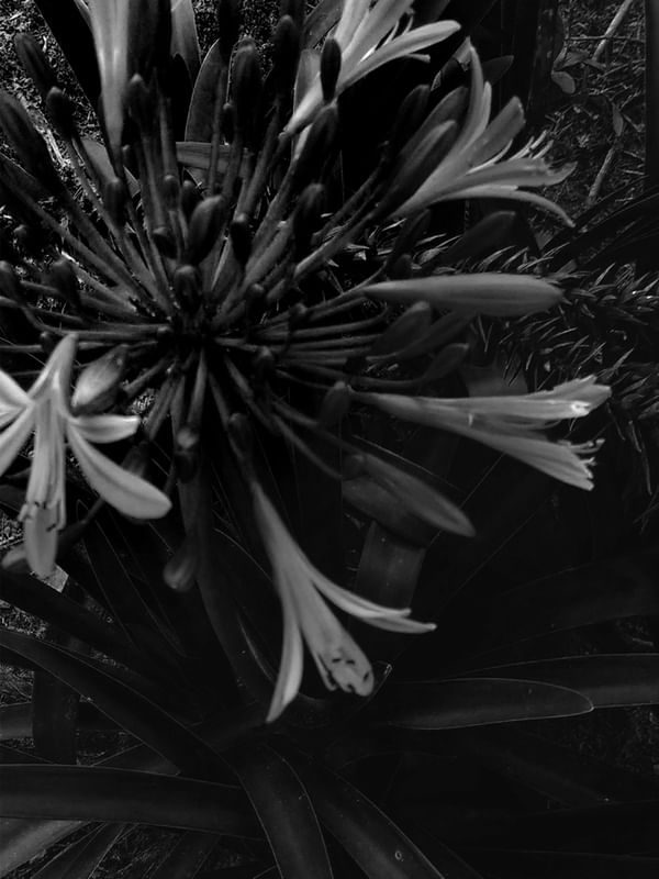 FLORA DA TERRA
