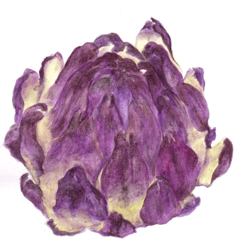 CYNARA
