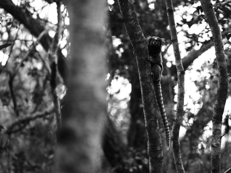 SAGUÍ DE FLORIPA