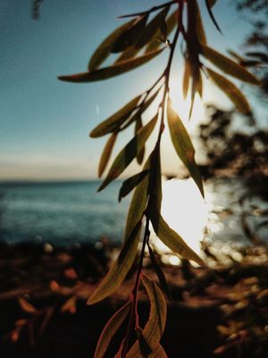 FOLHAS E PÔR DO SOL