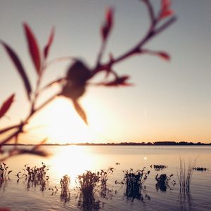 VEGETAÇÃO E PÔR DO SOL