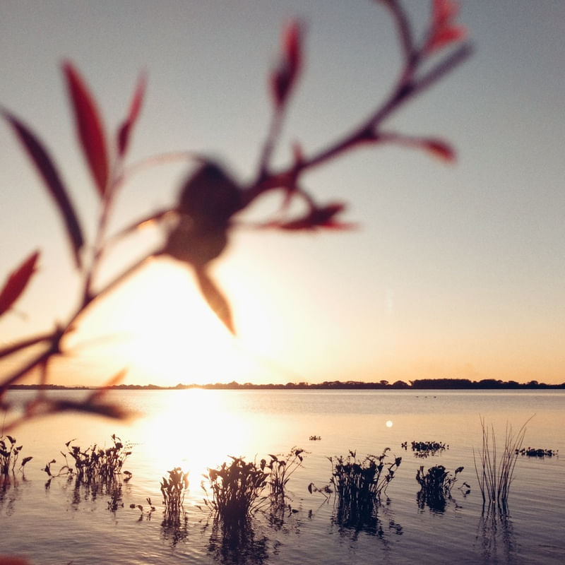VEGETAÇÃO E PÔR DO SOL