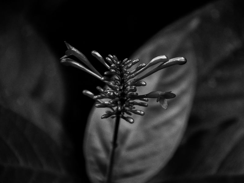 NATUREZA GRÁFICA